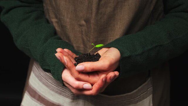 Hands Holding Soil With Tiny Sprout Closeup White Woman Gardener Wearing Apron Gently Cradling Seedling