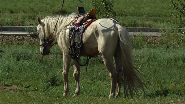 Saddled horse grazing in the mongolian steppe on a summer day.