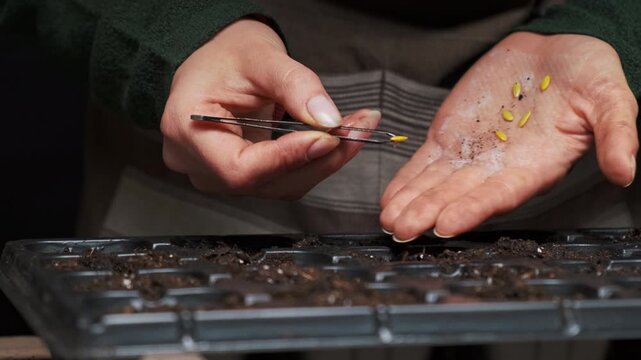 Caucasian Nursery Technician Placing Seeds Into Cells With Tweezers, Steady Hands Align Seeds Into Moist Soil