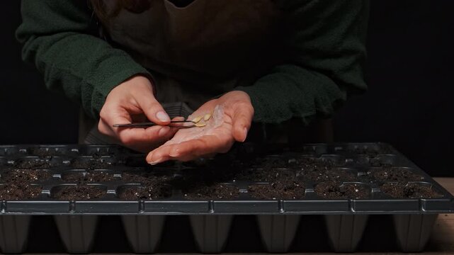Caucasian Botanist Inspecting Seeds With Tweezers, Careful Selection Of Healthy Kernels Over Tray, Closeup