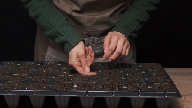Caucasian Sower Placing Seeds By Fingertip Into Cells, Intimate Closeup Of Hands Dropping Seeds And Pressing