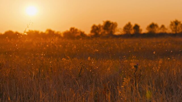 A vast harvested stubble field under a warm sunset sky. The sun is low on the horizon, illuminating dry grass, with a distant treeline silhouette. Peaceful rural landscape.