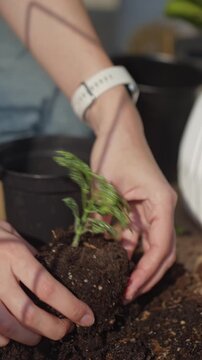 Woman holding small potted plant with root ball and soil during repotting. Concept of plant transplanting and home gardening