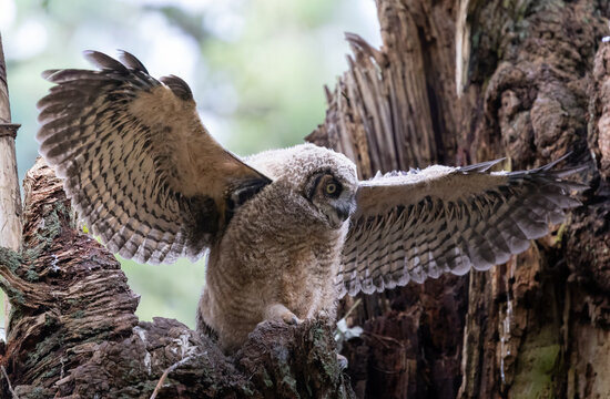 A young great horned owl " Bubo virginianus " , practices flapping it wings before leaving the nest.
