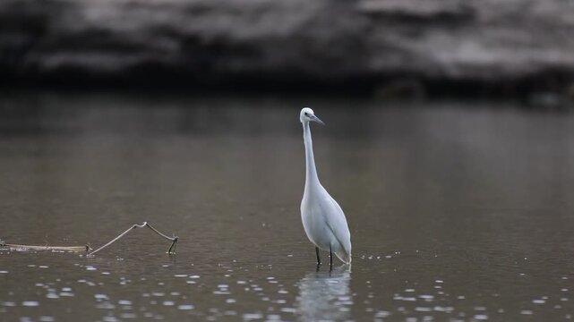 Little egret (Egretta garzetta) in lake water. Wildlife scene with white heron in natural habitat.