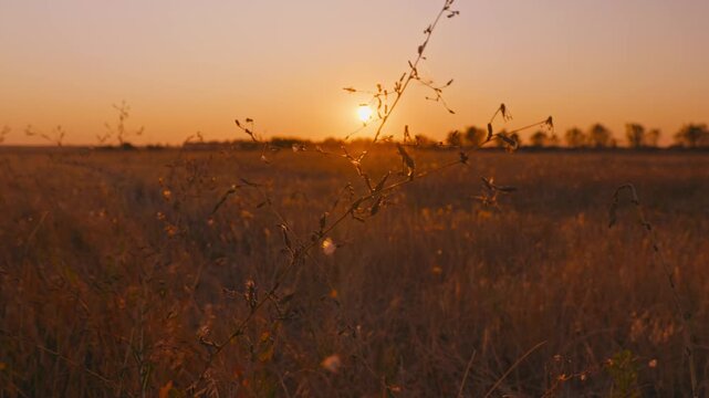 A vast harvested stubble field under a warm sunset sky. The sun is low on the horizon, illuminating dry grass, with a distant treeline silhouette. Peaceful rural landscape.