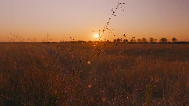 A vast harvested stubble field under a warm sunset sky. The sun is low on the horizon, illuminating dry grass, with a distant treeline silhouette. Peaceful rural landscape.