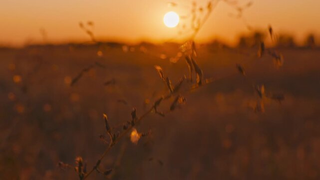 A vast harvested stubble field under a warm sunset sky. The sun is low on the horizon, illuminating dry grass, with a distant treeline silhouette. Peaceful rural landscape.