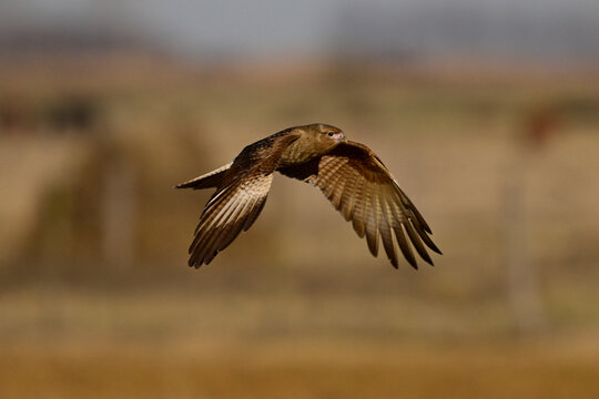 Caracara chimango in flight , La Pampa province, Patagonia , Argentina