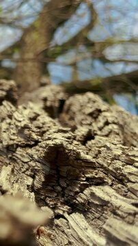 a close-up of tree bark, highlighting the texture of the bark. The bark features grooves and patterns found on the tree.