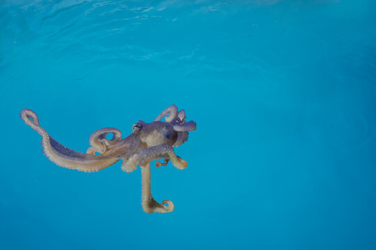 The octopus uses its eight arms for specific tasks &ndash; inspiration for soft robotics