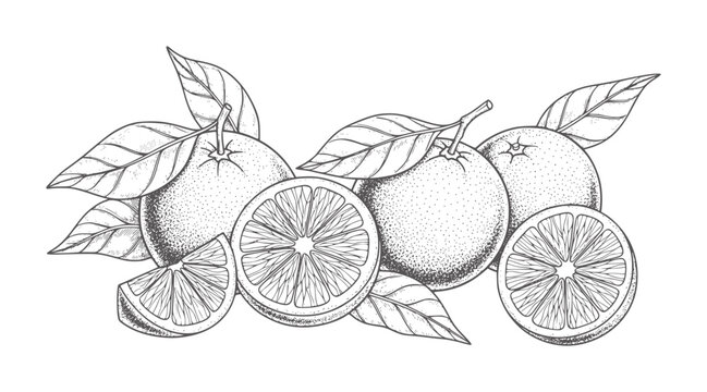 Vintage line of whole and sliced oranges with leaves citrus fruit