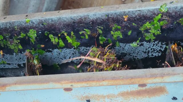 Winemaking technology: Close-up of machinery separating stems and organic residue from red grapes.