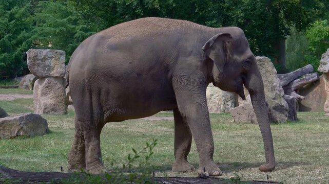 Observing elephants in the zoo on a hot summer day