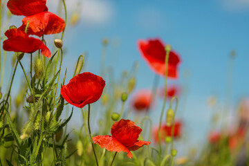 Naklejka premium Bright red poppy flowers in meadow with soft blue sky background green stems and buds natural sunlight summer wildflower field