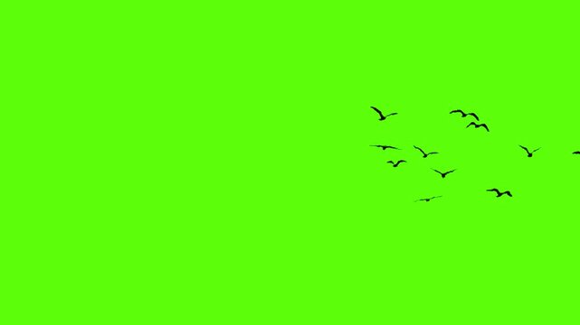 Flying birds' silhouette on green screen, animated flock of birds for nature and outdoor scenic video transitions.