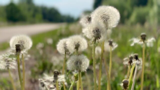 White dandelion seed heads along rural roadside, sunlit cluster of fragile fluff in shallow focus, faded stems and wispy seeds.
