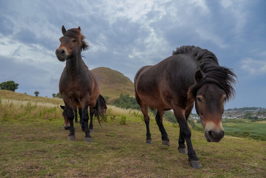 Exmoor ponies grazing on North Berwick Law, Scotland
