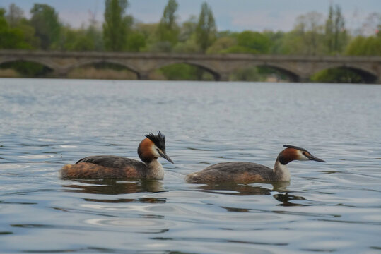 Pair of great crested grebes swimming on calm lake with bridge in background