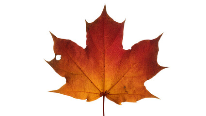 Fototapeta premium Red and orange maple leaf with veins and hole, isolated on transparent background