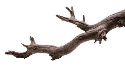 Fototapeta premium Gnarly weathered driftwood branch with rough texture, isolated on transparent background
