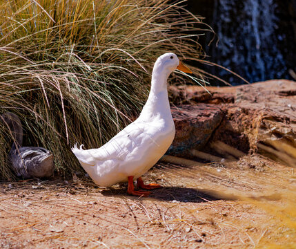 white duck in the park