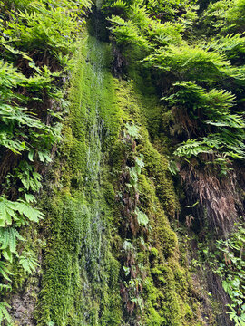 Water dripping on the living walls of Fern canyon, located within&nbsp;Prairie Creek State Park, Redwood National and State Parks&nbsp;in Humboldt County, California