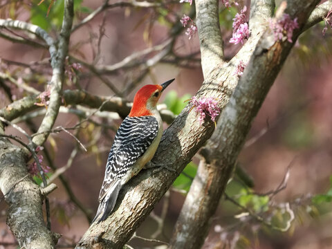 Red bellied woodpecker perched in eastern red bud tree in pink blooms on a bright spring day. 