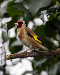 Fototapeta premium European goldfinch perched on branch in Dublin, Ireland