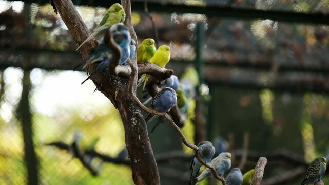 Flock Of Colorful Budgerigars Sitting On A Branch In A Zoo Cage
