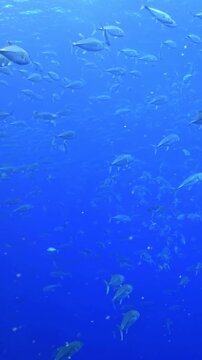 Observe the majestic movements of a school of Caranx ignobilis, also known as Giant Trevally. Witness their synchronized swimming in stunning slow motion, as they glide through the deep blue ocean.