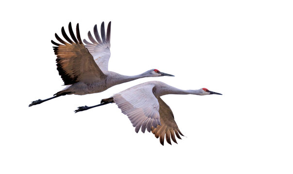 Two full-sized cranes, with red patches on their heads and gray feathers, gliding through the sky with flapping wings against a transparent background.