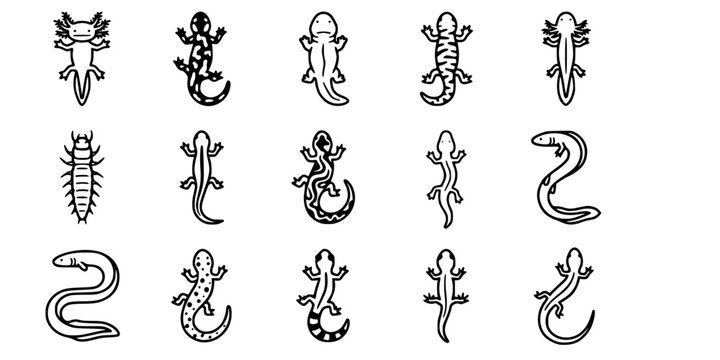 15 Black and White Salamander Newt Vector Icons Flat Line Art Bundle