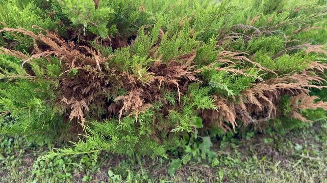 Cossack juniper with dry branches showing brown rot and blight across lower shrub in summer cottage garden, deadwood and sparse.