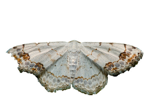An isolated moth with open wings and a gray pattern, on a transparent background. A detailed wing texture and a naturally symmetrical biological specimen.Scopula ornata