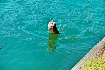 Close-up of a trout fish coming out of the water hooked on a fishing line © Yevg45