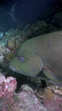 Experience the thrill of scuba diving at Roca Bruja in Costa Rica. Scuba divers hand feed sharks in their aquatic habitat. A Giant Grouper is also present.