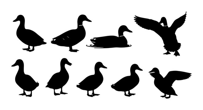 Duck silhouette vector set, 9 mallard bird silhouettes in various poses, black waterfowl icons for hunting and nature design, wild duck collection