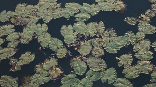 Top view of green water lily leaves floating on a dark pond surface. Natural pattern of aquatic plants in a lake. Beautiful botanical background with lily pads in calm dark water.