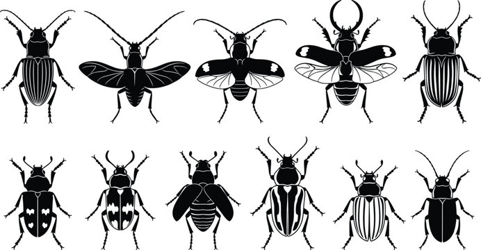 Insects Overhead View
