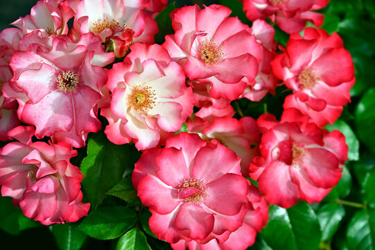Beautiful fresh roses