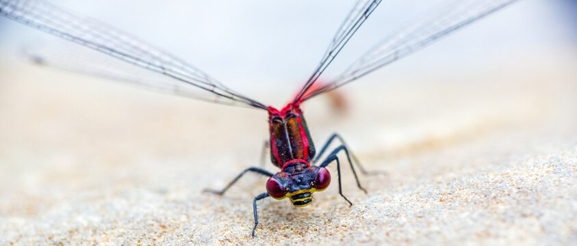 Dragonfly - Libelle - Adonislibelle - Detail - Insekt 