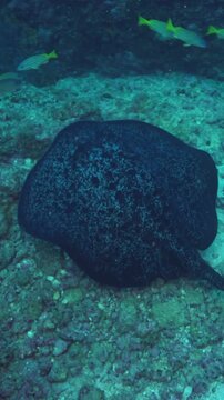 Observe a pacific cownose ray gliding serenely along the ocean floor, seeking shelter amongst the rocks. Captured off the vibrant coast of Costa Rica.