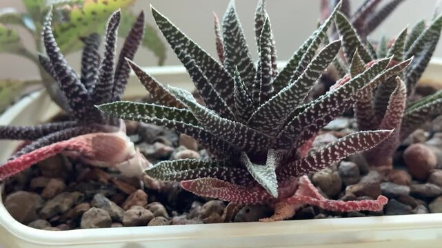 Succulent on windowsill in white pot, speckled green rosette with red tipped leaves, pebble covered substrate, soft morning.