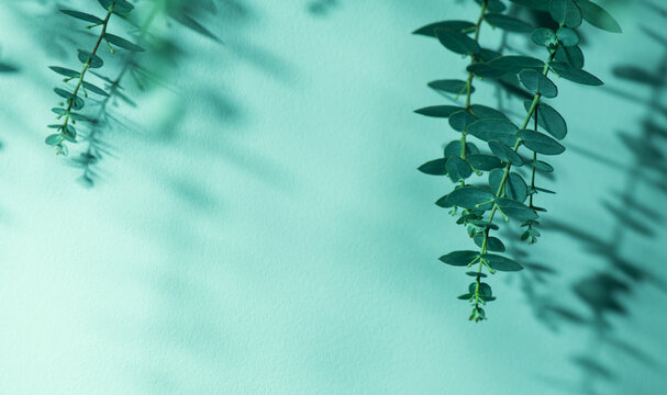 Eucalyptus plant leaves border design. Fresh Eucalyptus close up, on green background. Essential oil, aromatherapy. Medical plant. Aromatherapy. Top view. Flat lay.  