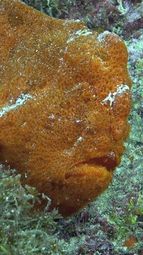 A captivating orange frogfish blends flawlessly against the coral reef. The curious creature remains still, employing its unique camouflage while submerged off the Coast of Costa Rica.