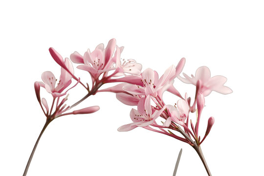 Pink nerium oleander flowers blooming on a branch in spring, beautiful garden plant with transparent background