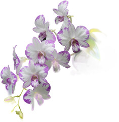 Obraz premium Close-up of a cluster of blooming orchid flowers, specifically Dendrobium (Dendrobium spp.), showcasing their intricate white and purple 
