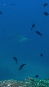 Dive into the alluring depths near Costa Rica and swim alongside majestic hammerhead sharks as they gracefully navigate through the vibrant underwater ecosystem.