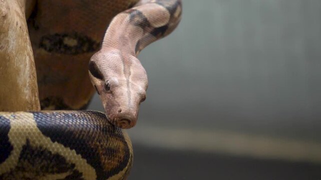 Close up head of a Boa constrictor, python snake crawling along on a cloudy day